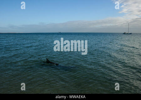 La barca a vela e osservare i delfini a Shark Bay, Monkey Mia, Australia occidentale Foto Stock