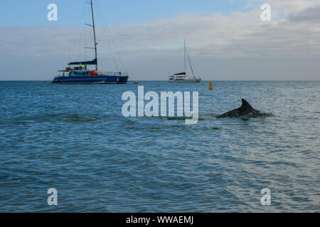 La barca a vela e osservare i delfini a Shark Bay, Monkey Mia, Australia occidentale Foto Stock