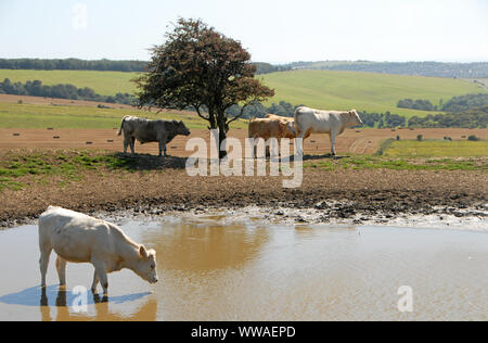 South Downs National Park, Sussex, Inghilterra, Regno Unito. Vacche sulla South Downs via che attraversa terreni coltivati lungo la sommità delle colline. Vacche, South Downs. Foto Stock