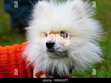 Un Bichon frise cane all'aperto che indossa un cappotto rosso per proteggere dal freddo e dalla pioggia in autunno Foto Stock