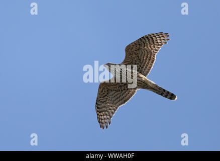 Goswak settentrionale (Accipiter gentilis), volando sotto il cielo blu Foto Stock