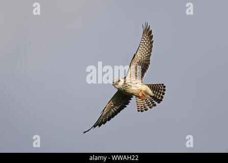 Giovane falco rosso (Falco vescinerus) in volo Foto Stock