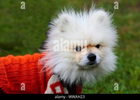 Un Bichon frise cane all'aperto che indossa un cappotto rosso per proteggere dal freddo e dalla pioggia in autunno Foto Stock