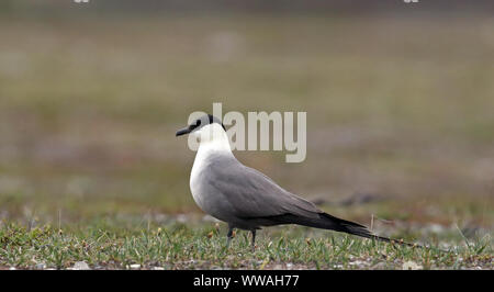 skua a coda lunga, jaeger a coda lunga, adagiato sulla tundra Svezia Foto Stock