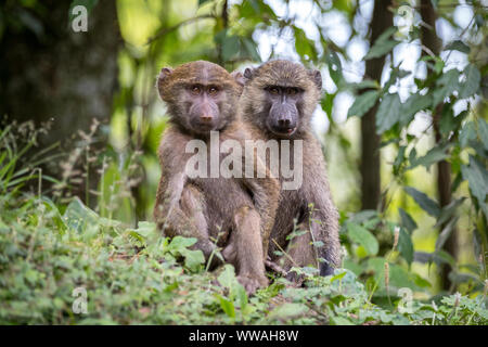 Ritratto di due baby olive babbuini (papio anubis) seduta nella Foresta impenetrabile di Bwindi, Uganda Foto Stock