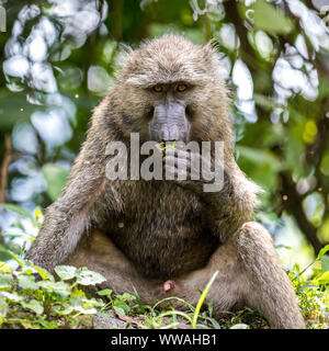 Ritratto di babbuino oliva (papio anubis) seduta nella Foresta impenetrabile di Bwindi, Uganda Foto Stock