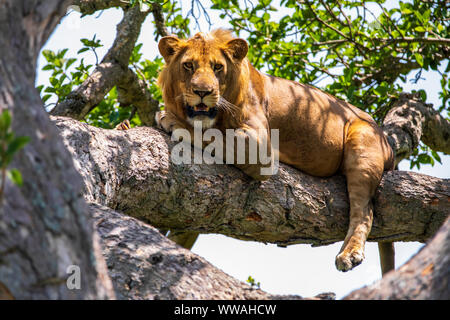 Ritratto di Lion (Panthera leo) in appoggio sul ramo di albero, Queen Elizabeth National Park, Uganda Foto Stock