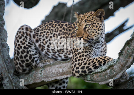 Ritratto di donna leopard (Panthera pardus) in appoggio sul ramo, Uganda Foto Stock