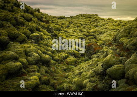 Eldhraun campo di lava in Islanda Foto Stock