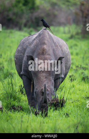 Rinoceronte bianco del sud (Ceratotherium simum simum) visto durante il safari in Ziwa santuario di Rhino, Uganda Foto Stock