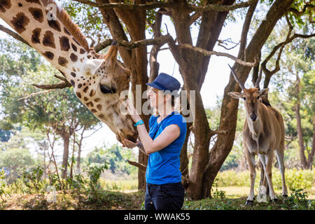 Donna che indossa fedora giraffe di alimentazione in Uganda Wildlife Education Center, Entebbe, Uganda Foto Stock