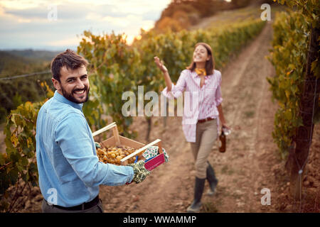 Giovane uomo sorridente la raccolta di uva sulla vigna di autunno Foto Stock