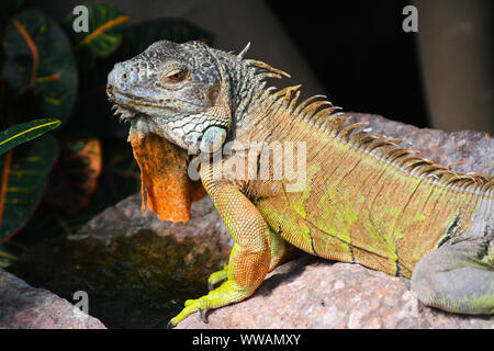 Un iguana cerca una preda su una roccia Foto Stock