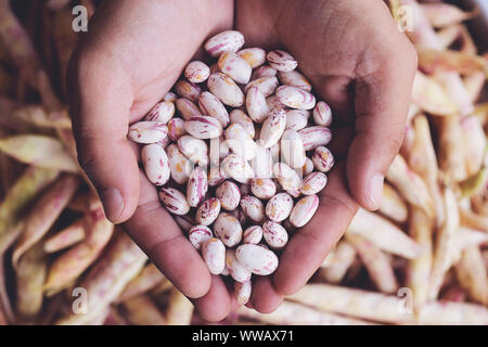 Phaseolus vulgaris è il nome scientifico di zucchero legume di fagiolo. Noto anche come Feijao Rajado o Frijol Canaval. Persona con grani in mano. Macro. Tutta la fo Foto Stock