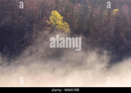 Nebbia di mattina su un leatherleaf bog con molla alberi sulle vicine colline, maggiore Sudbury, Ontario, Canada Foto Stock