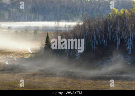 Nebbia di mattina su un leatherleaf bog con molla alberi sulle vicine colline, maggiore Sudbury, Ontario, Canada Foto Stock