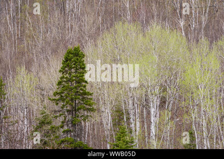 Il fogliame emergenti in primavera aspens in un bosco misto, maggiore Sudbury, Ontario, Canada Foto Stock