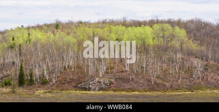 Il fogliame emergenti in primavera aspens in un bosco misto che si affaccia su un leatherleaf bog, maggiore Sudbury, Ontario, Canada Foto Stock