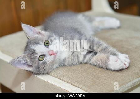 Il piccolo gattino fumé giace sulla sedia e sul look Foto Stock