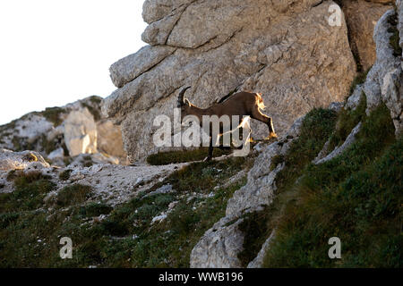 Alpine maschio capricorno Capra ibex su una ripida montagna, Montasio, Italia Foto Stock