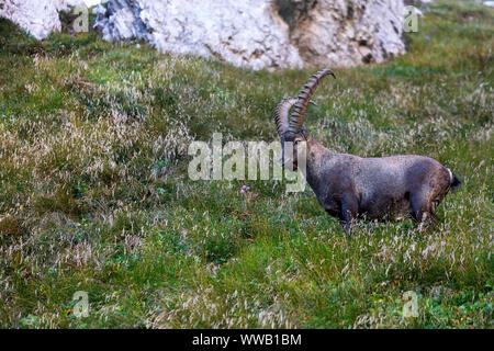 Alpine maschio capricorno Capra ibex su una ripida montagna, Montasio, Italia Foto Stock