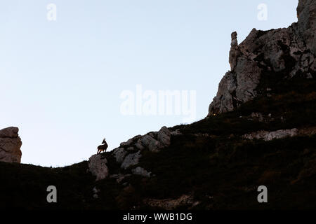 Silhouette di un maschio di alpine capricorno Capra ibex in piedi su un passaggio di una ripida montagna, Montasio, Italia Foto Stock