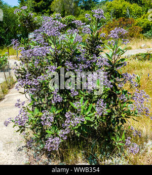 Università di California a Santa Cruz arboreto, Felt-Leaved Yerba Santa Foto Stock