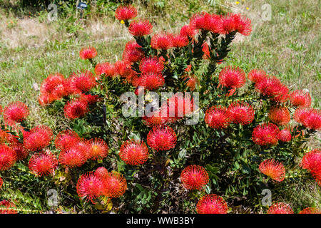 Università di California a Santa Cruz Arboretum, Puntaspilli Protea Foto Stock