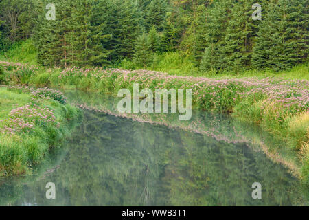 Joe pye weed fiorire lungo la riva del torrente di giunzione a metà estate, maggiore Sudbury, Ontario, Canada Foto Stock
