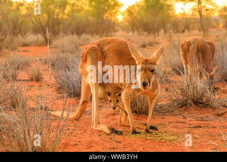 Femmina rossa canguro con un joey in una tasca, Macropus rufus, sulla sabbia rossa di outback Australia centrale. Marsupiale australiano nel Territorio del Nord Foto Stock