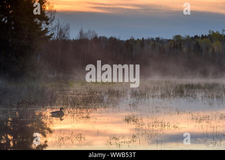 La molla beaver pond con aumento di nebbie e Canada Goose, all'alba, maggiore Sudbury, Ontario, Canada Foto Stock