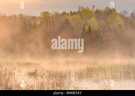 La molla beaver pond con aumento di nebbie e Canada Goose, all'alba, maggiore Sudbury, Ontario, Canada Foto Stock