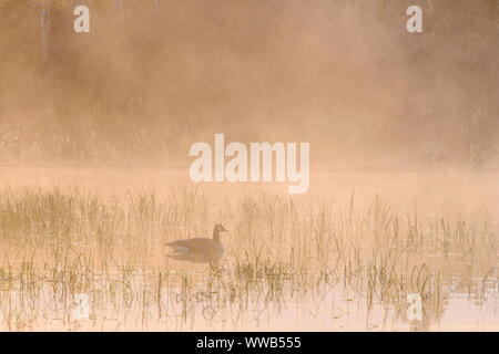 La molla beaver pond con aumento di nebbie e Canada Goose, all'alba, maggiore Sudbury, Ontario, Canada Foto Stock