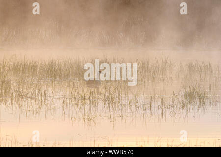 La molla beaver pond con aumento di nebbie e Canada Goose, all'alba, maggiore Sudbury, Ontario, Canada Foto Stock