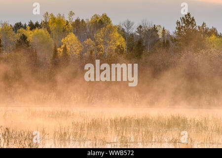 La molla beaver pond con aumento di nebbie, all'alba, maggiore Sudbury, Ontario, Canada Foto Stock