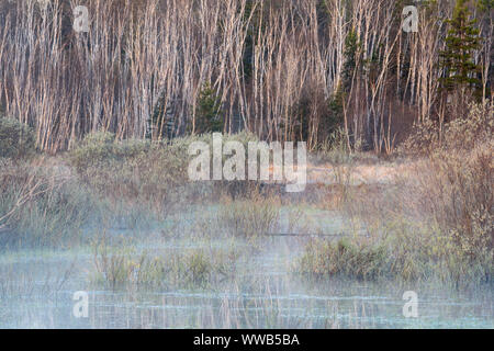 La molla beaver pond con aumento di nebbie, all'alba, maggiore Sudbury, Ontario, Canada Foto Stock