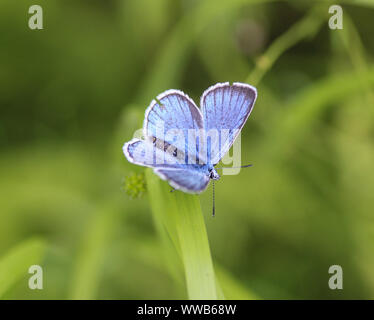 Close up Polyommatus dorylas, il blu turchese farfalla della famiglia Lycaenidae Foto Stock