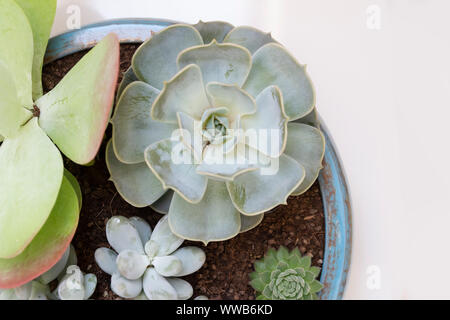 Echeveria pollux piante succulente closeup Foto Stock
