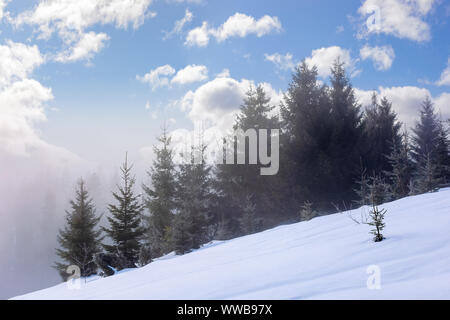 La foresta di abete rosso al mattino. stupendo paesaggio invernale nella nebbia meteo. alberi su una coperta di neve hillside prato. soffici nuvole sul cielo blu. myster Foto Stock