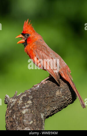 Il cardinale Nord dimostrando una minaccia display. Foto Stock