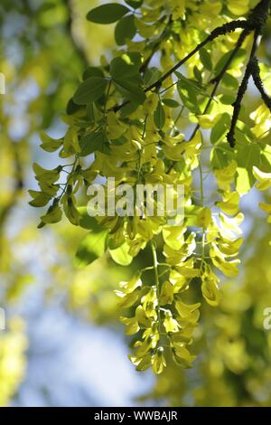 Il maggiociondolo anagyroides noto anche come pioggia d'oro, la bei fiori gialli blooming Foto Stock