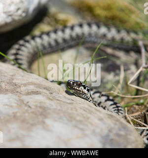 Il sommatore [ Vipera berus ] crogiolarsi sulle rocce Foto Stock