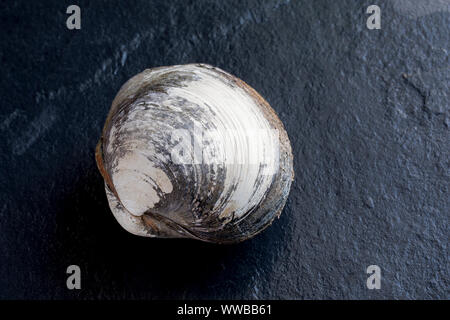 Un cyprine islandese clam Arctica islandica, trovata nel Canale della Manica. Il cyprine islandese è uno dei più lunghi degli organismi viventi sulla terra wit Foto Stock