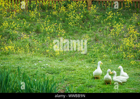 Più anatre in erba Foto Stock