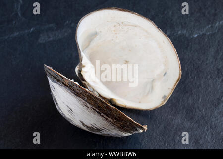 Un cyprine islandese clam Arctica islandica, trovata nel Canale della Manica. Il cyprine islandese è uno dei più lunghi degli organismi viventi sulla terra wit Foto Stock