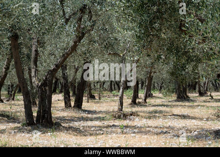 Oliveto di Poreta, Umbria, Italia Foto Stock