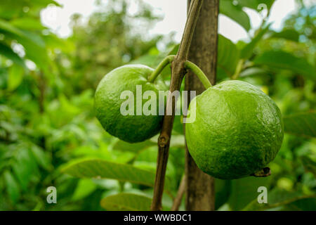 Verde giovane frutto guava appendere sul guaiava tree. Psidium guajava Foto Stock