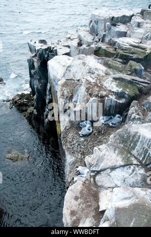 Kittiwake pulcini nel loro nidificano sulle scogliere di farne interna isola, Northumberland, Regno Unito Foto Stock