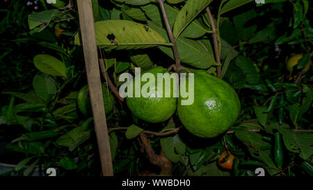 Verde giovane frutto guava sull'albero di guava. Il frutto guava è verde e ha un sapore amaro e aspro quando è giovane e raw. Quando è maturo, frutto ta Foto Stock