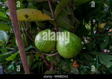 Verde giovane frutto guava appendere sul guaiava tree. Foto Stock
